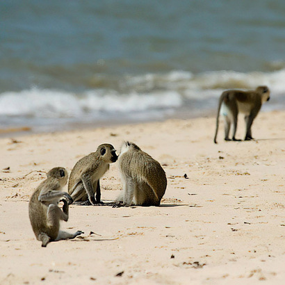 Saadani National Park