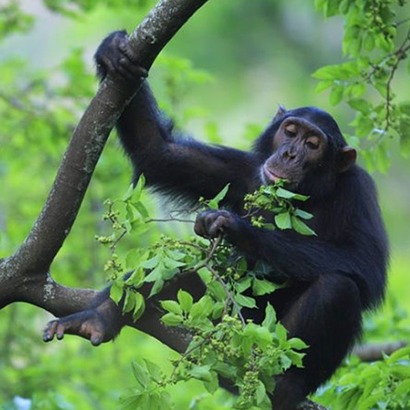 Gombe Stream National Park