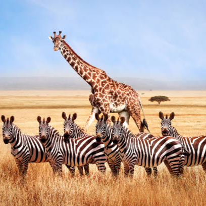 Serengeti National Park