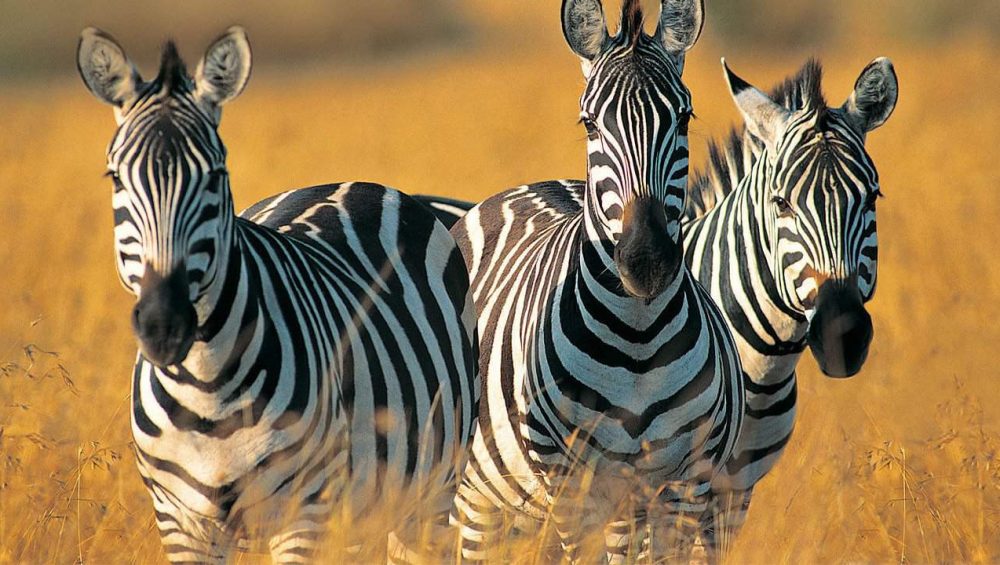 Zebras on a mid-range Tanzania safari and beach package