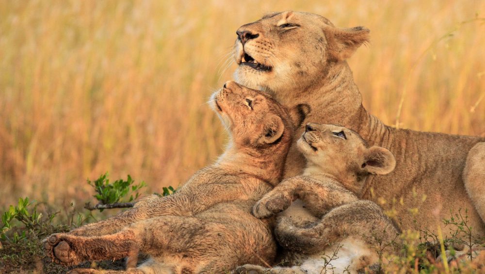 Lions on a 3 day midrange Tanzania safari