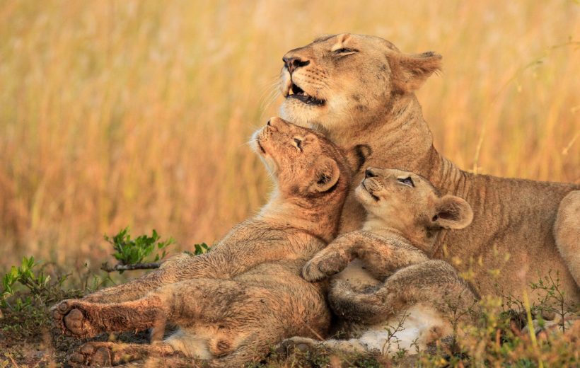 3-Day Glimpse of Tanzania Mid-range Safari.