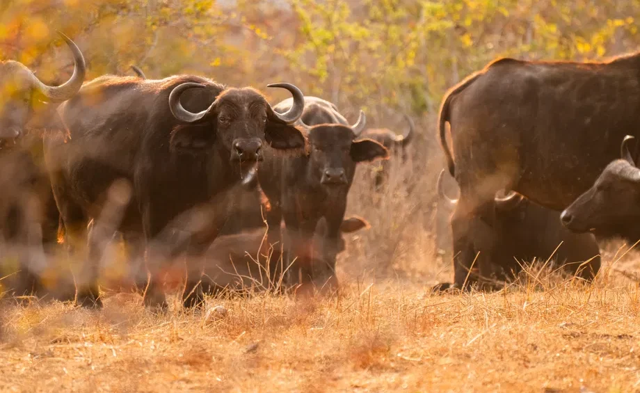 Buffalos on a 3 day Tanzania luxury safari package