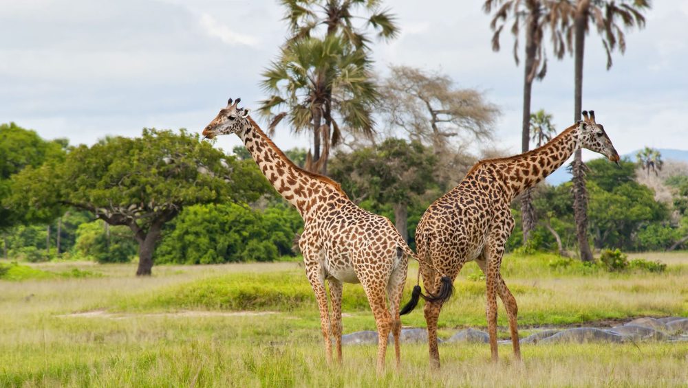 giraffes on an all inclusive best safari in Tanzania