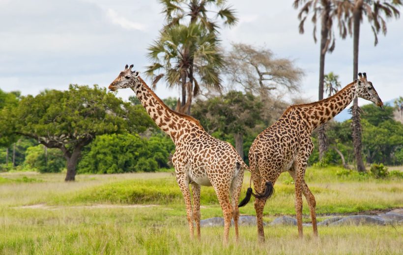 4-Day Tanzania Wilderness Luxury Safari.