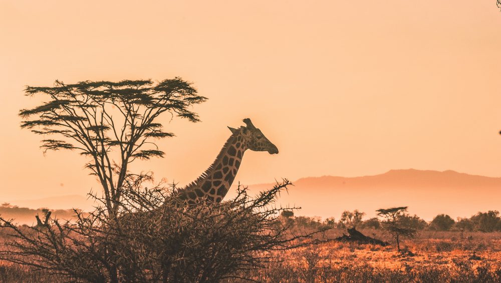 giraffe on a 5 day southern Tanzania safari