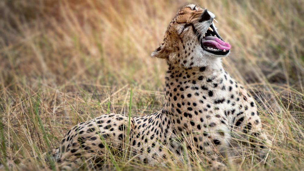 Cheetah resting on a 3 day Tanzania Luxury safari