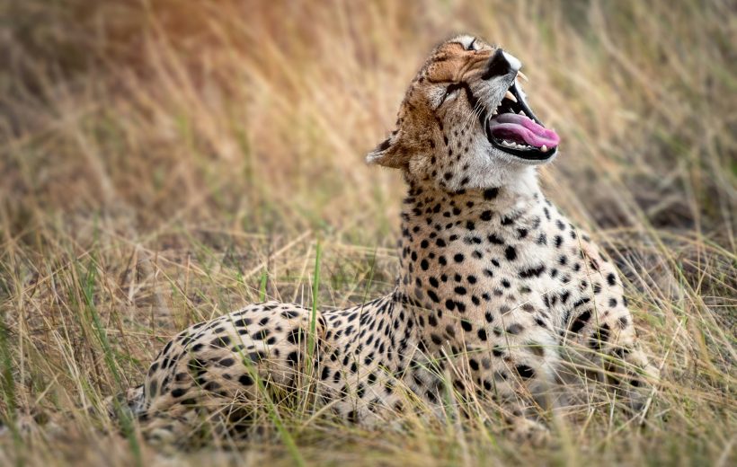 3-Day Glimpse of Tanzania Luxury Plus Safari.