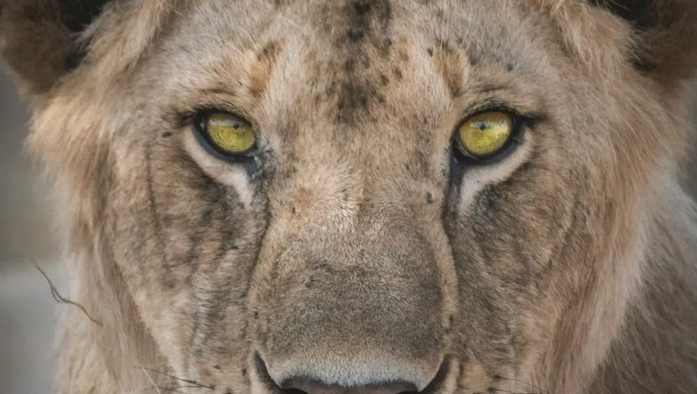 Lion on a 5 day Tanzania hidden gem safari