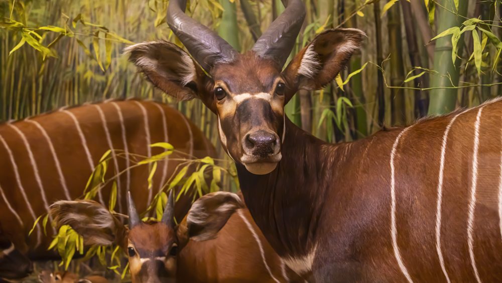 Antelopes on a 4-day budget Tanzania safari