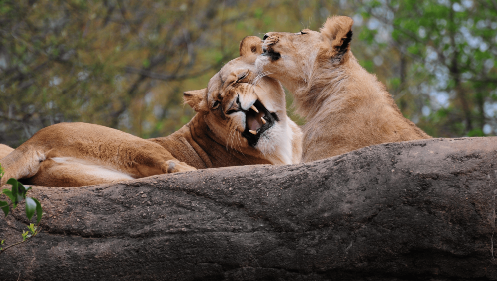Lions on a Wildebeest Migration Safari and Zanzibar Escape