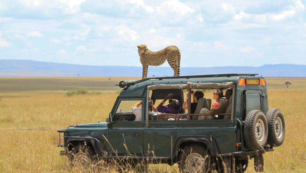 leopard on a jeep on a 5 day Tanzania Budget Safari