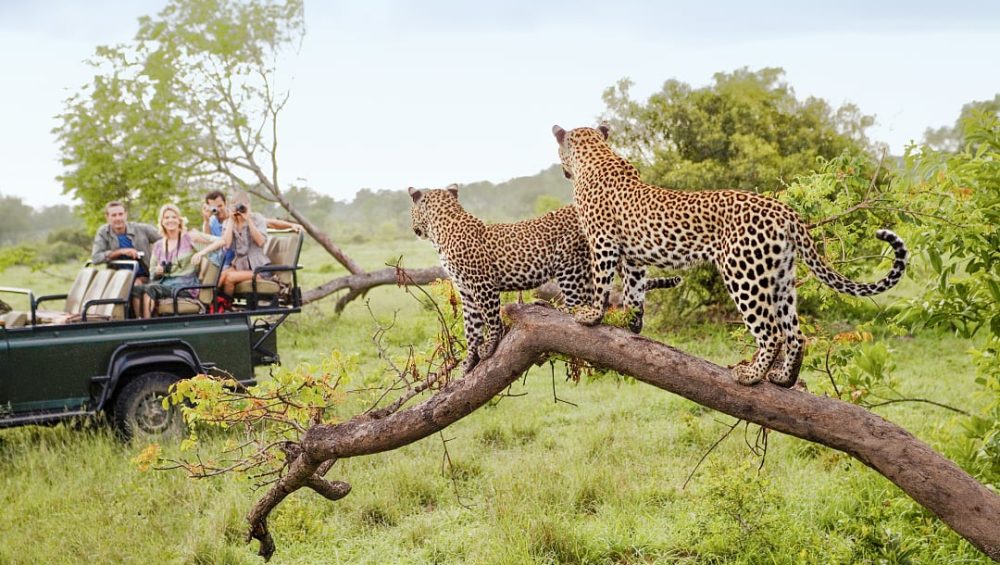 leopards on a 6 day best of Arusha safari