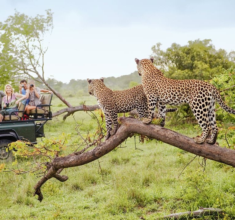 leopards on a 6 day best of Arusha safari