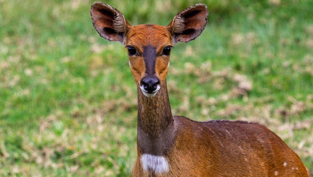 Antelope on 5 day Tanzania luxury safari