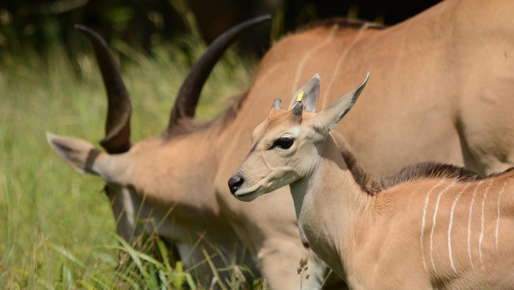 Antelope on a 5 day Tanzania midrange safari