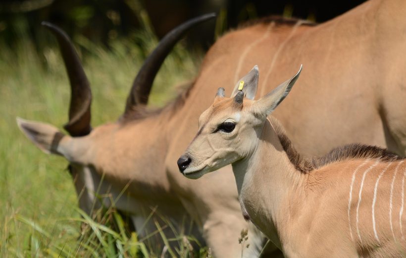 5-Day Ecstatic Tanzanian Mid-Range Safari.