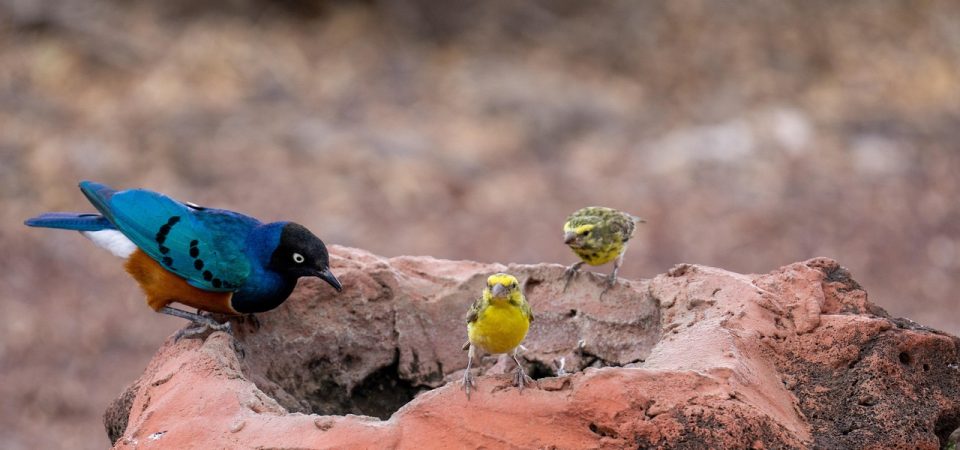 Tanzania Budget Safari