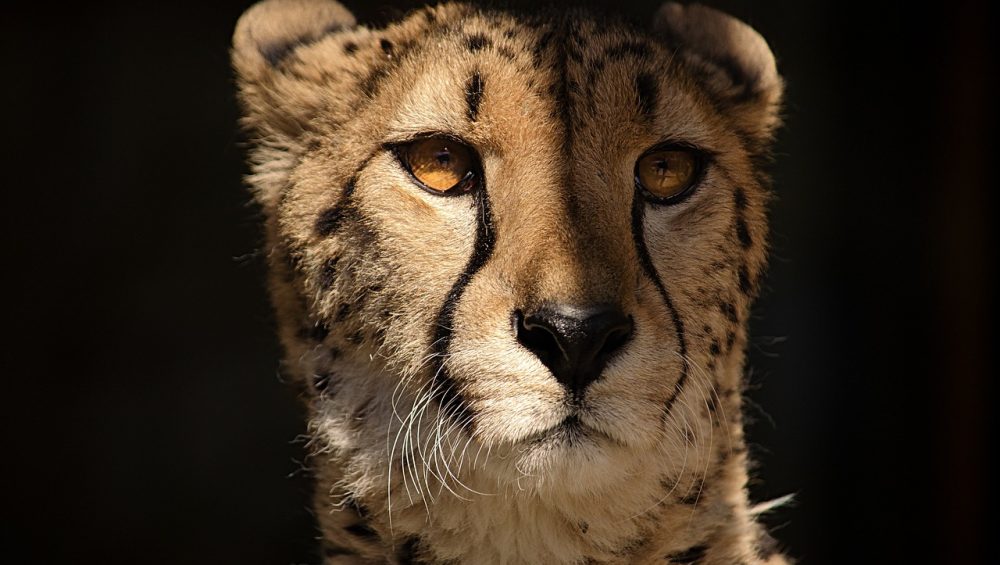 Cheetah on a 6 day ultimate Tanzania safari