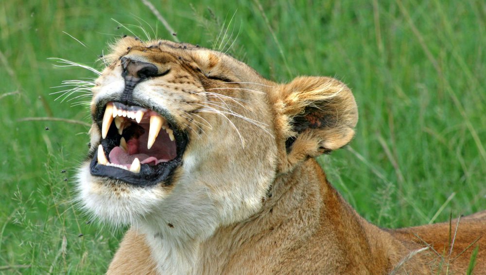 lion on a 7 day budget northern circuit safari