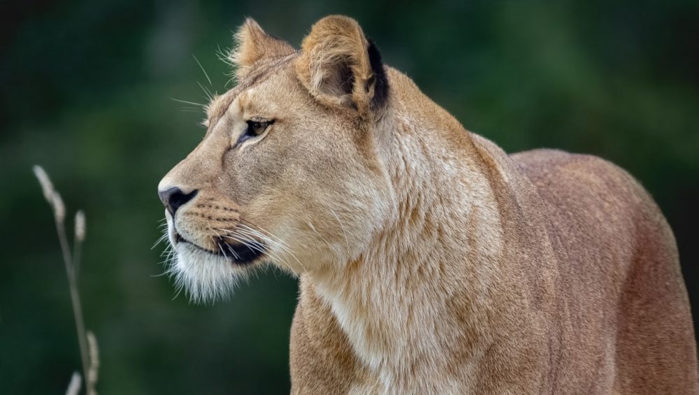 Lion on a 6 day northern Tanzania safari