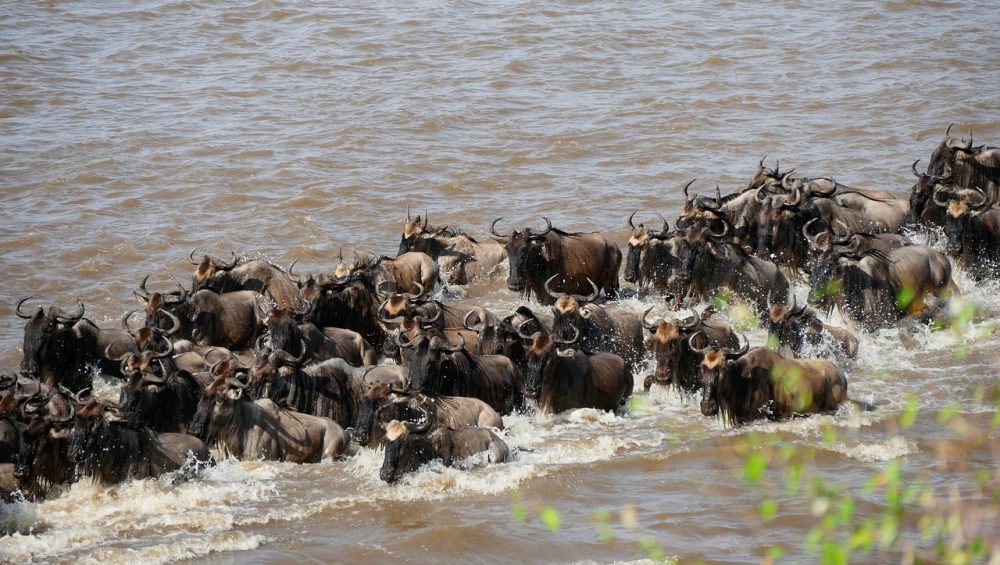 wildebeest on a Luxury Wildebeest Migration Safari and Zanzibar