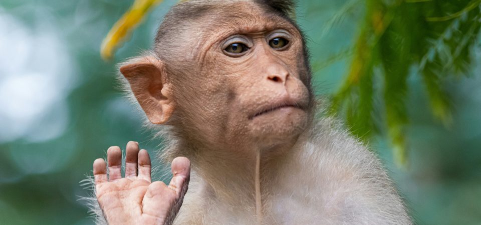 Tanzania Budget Safari - Monkey