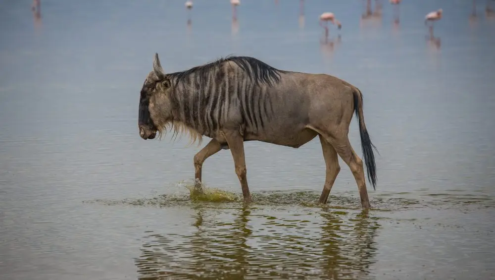 Wildebeest on a 3-day budget Tanzania safari