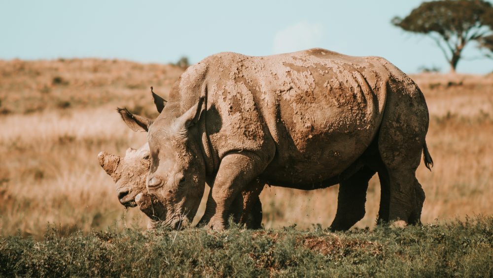 Rhino on a 6 day Tanzania safari itinerary