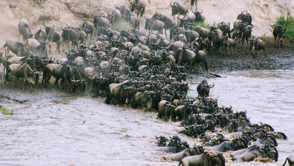 wildebeest migration safari and Zanzibar holiday