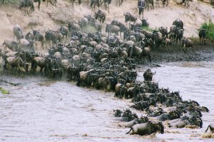 10-Day Budget Wondrous Wildebeest Migration Safari & Zanzibar Escape