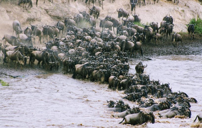 10-Day Budget Wondrous Wildebeest Migration Safari & Zanzibar Escape