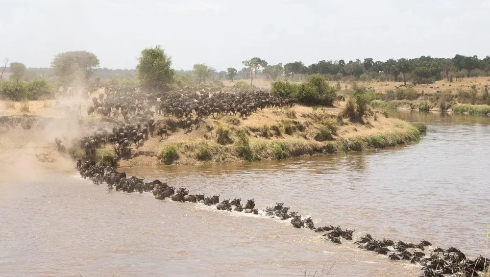 wildebeest crossing river on a budget wildebeest migration safari