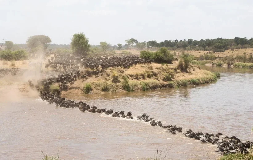 Wild & Affordable: 8 Day Budget Wildebeest Migration Safari in Northern Tanzania