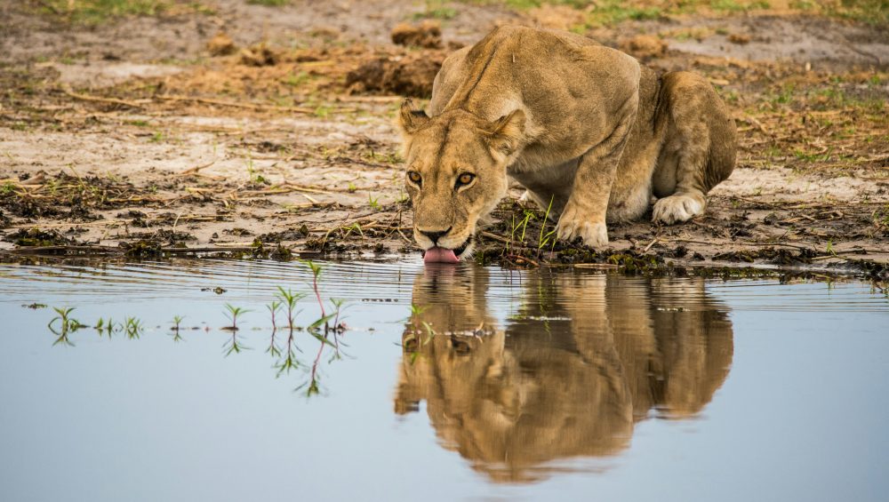 Southern safari circuit-lion