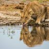 Southern safari circuit-lion