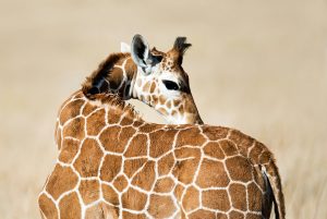 3-Day Mikumi National Park Budget Safari – Experience the Best of Southern Tanzania Safaris
