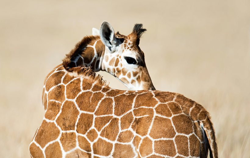 3-Day Mikumi National Park Budget Safari – Experience the Best of Southern Tanzania Safaris