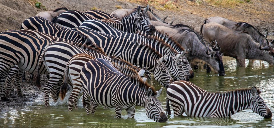Tanzania safari adventure