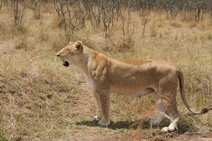 5-Day Serengeti, Ngorongoro Crater, & Arusha Midrange Safari – Experience the Best of Northern Tanzania Safaris