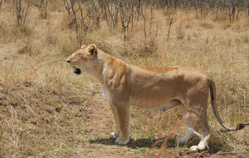 5-Day Serengeti, Ngorongoro Crater, & Arusha Midrange Safari – Experience the Best of Northern Tanzania Safaris