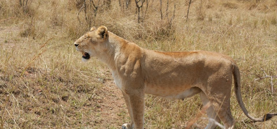 Tanzania safari adventure