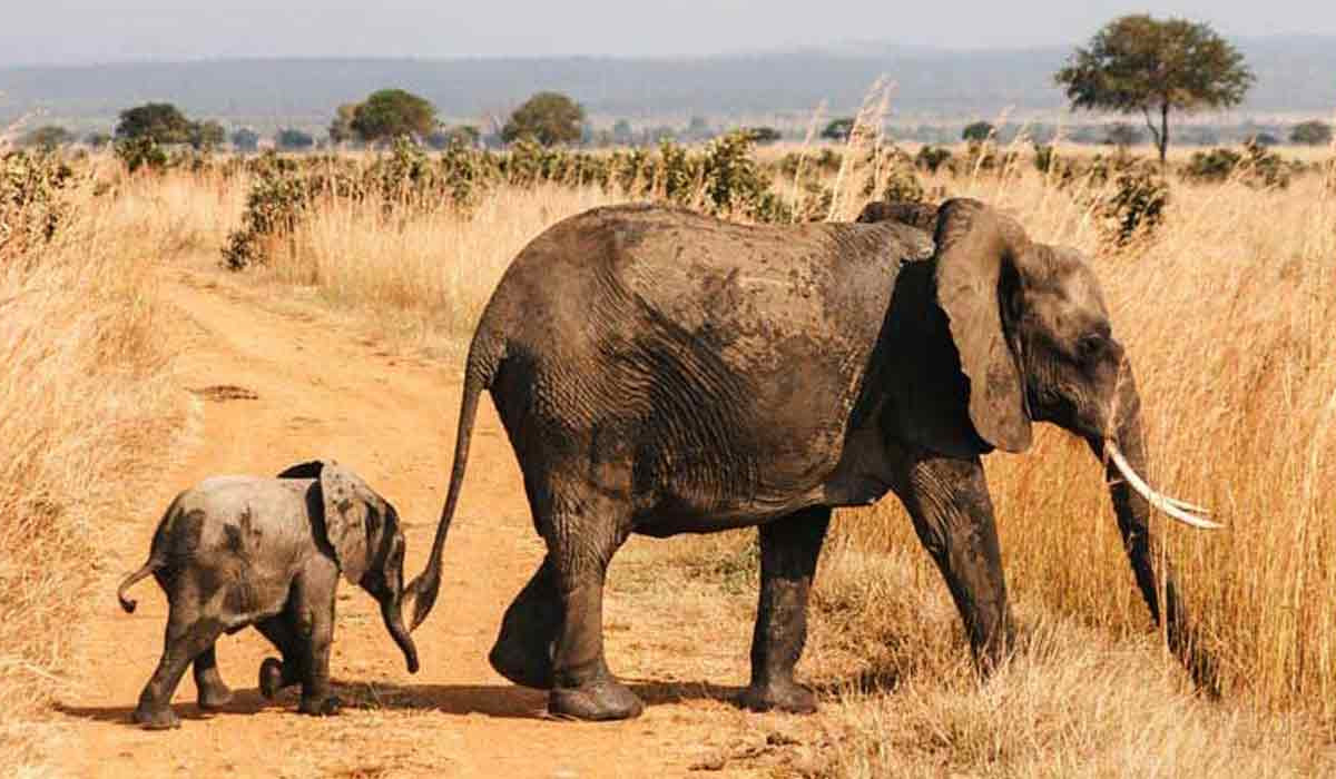 Mikumi Safari 2 Tanzania Safari