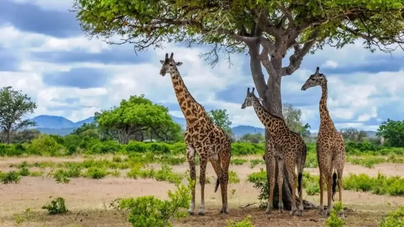 2 nights Mikumi safari