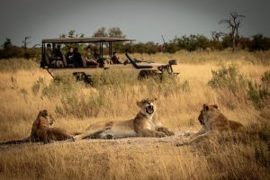 Exceptional 2 Nights Mikumi Safari – Explore the "Serengeti of the South" Affordably.
