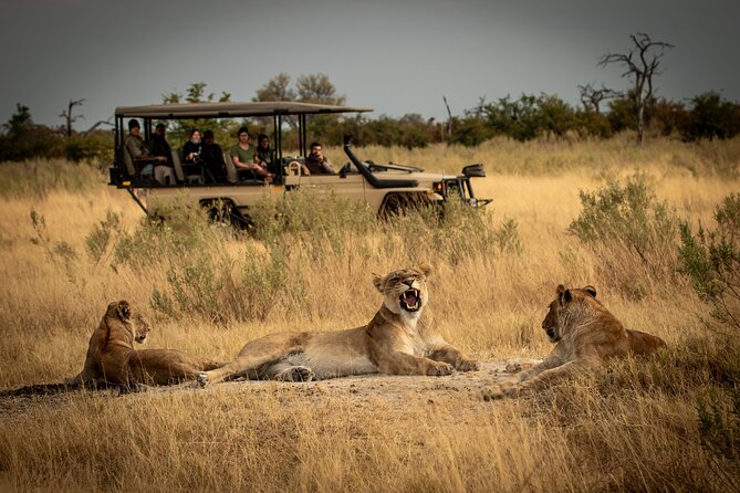 Exceptional 2 Nights Mikumi Safari – Explore the "Serengeti of the South" Affordably.