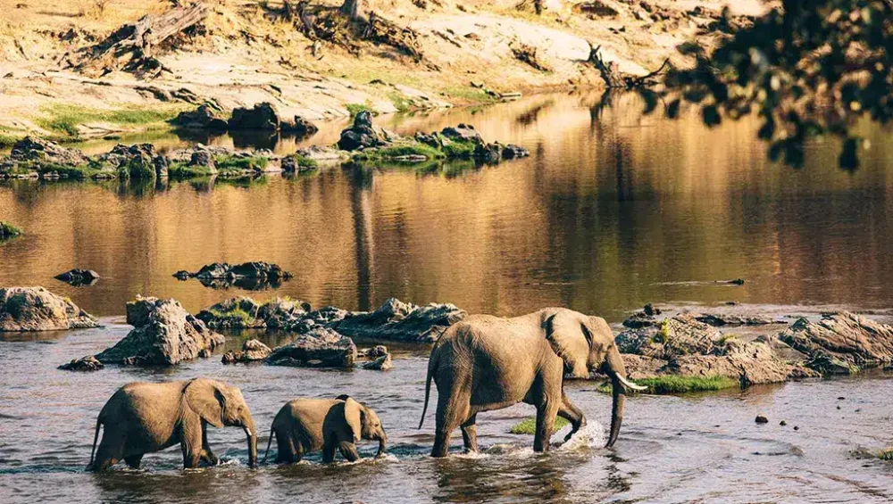 Best time to visit southern tanzania safaris- elephants crossing a river