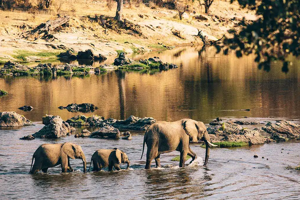 Southern Tanzania safari landscape with elephants