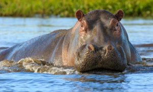 Ideal 5-Day Mikumi and Selous Family Adventure