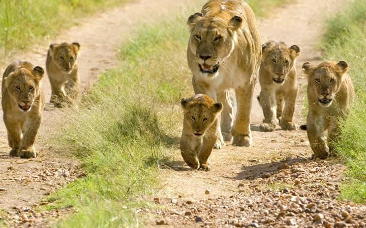 lions on a 5-day Mikumi and Selous Family Safari